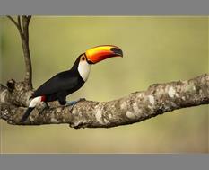 Toco Toucan - Image By Mohan Thomas 